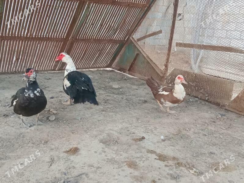 индаутка - Векильбазар - img 1