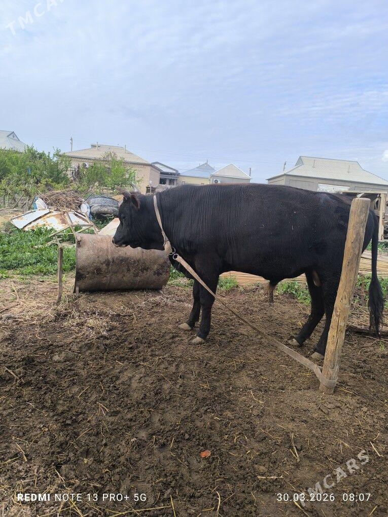 okuz - Мары - img 1