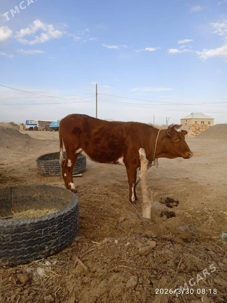 Okuz - Сакарчага - img 1