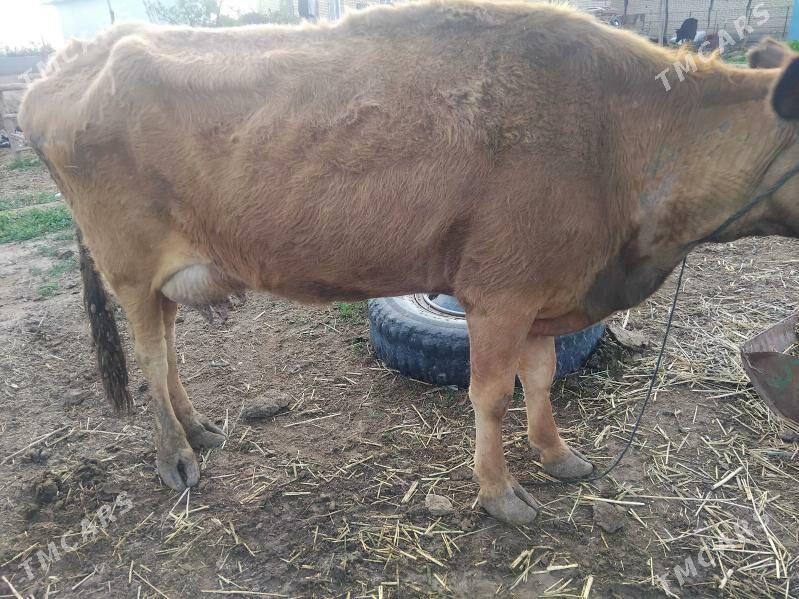 sygrlar - Векильбазар - img 1