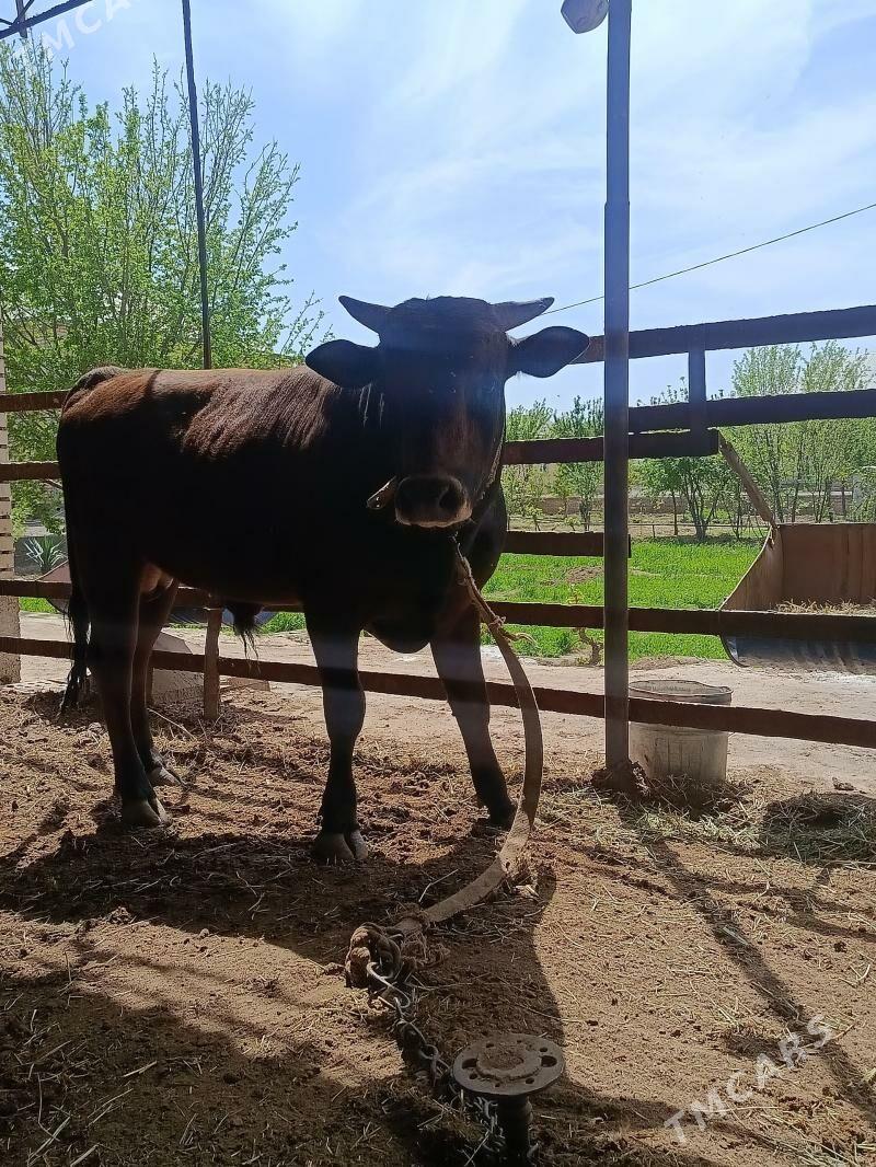 okuz - Мары - img 1