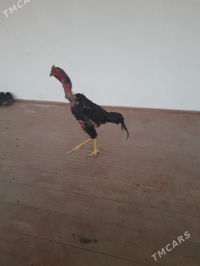 Horaz - Шабатский этрап - img 1