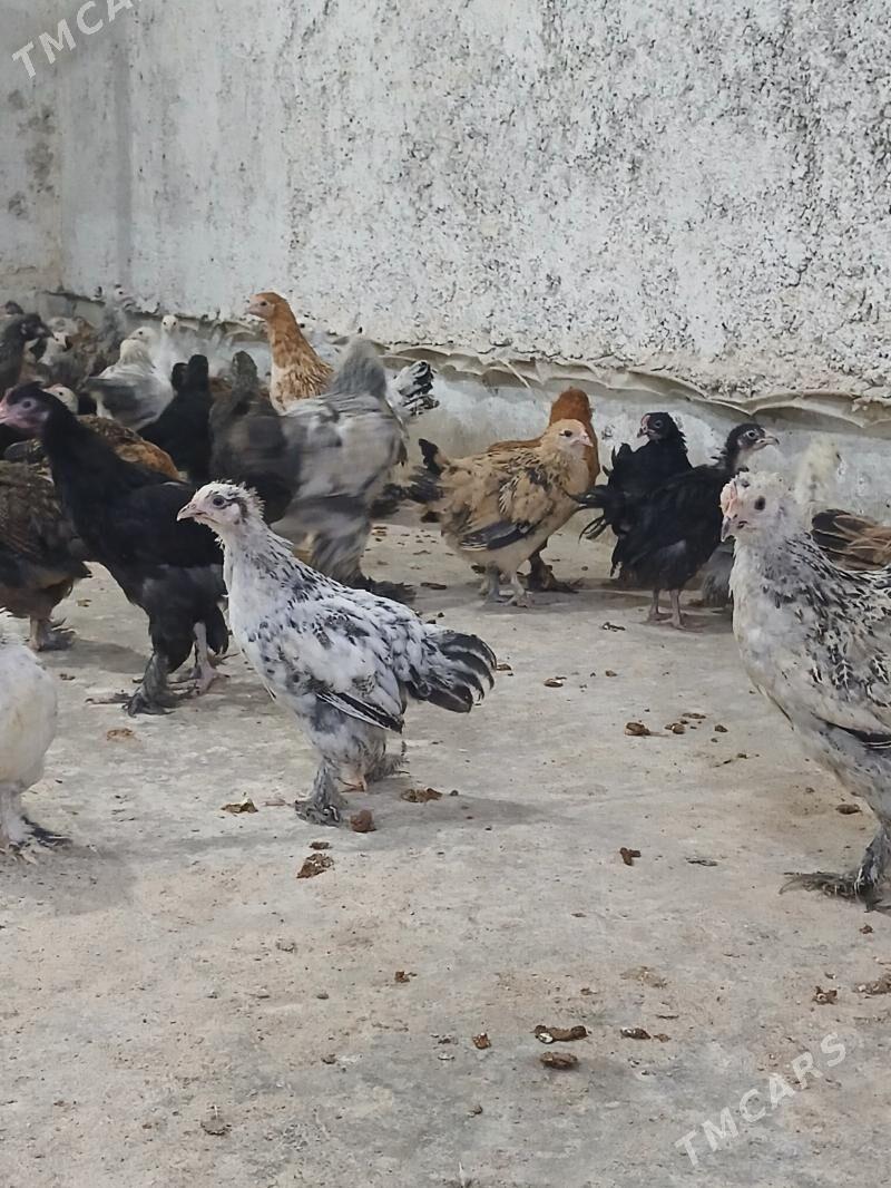 juyje balgar - Чоганлы - img 1