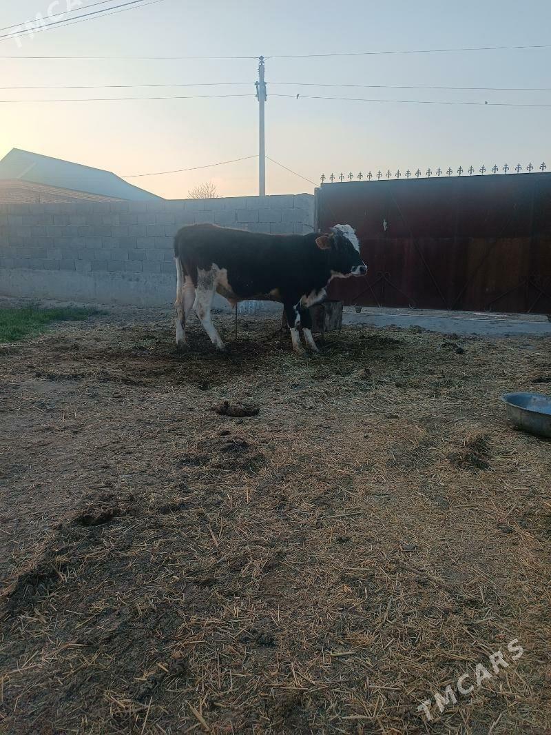 öküz - Бахарден - img 1