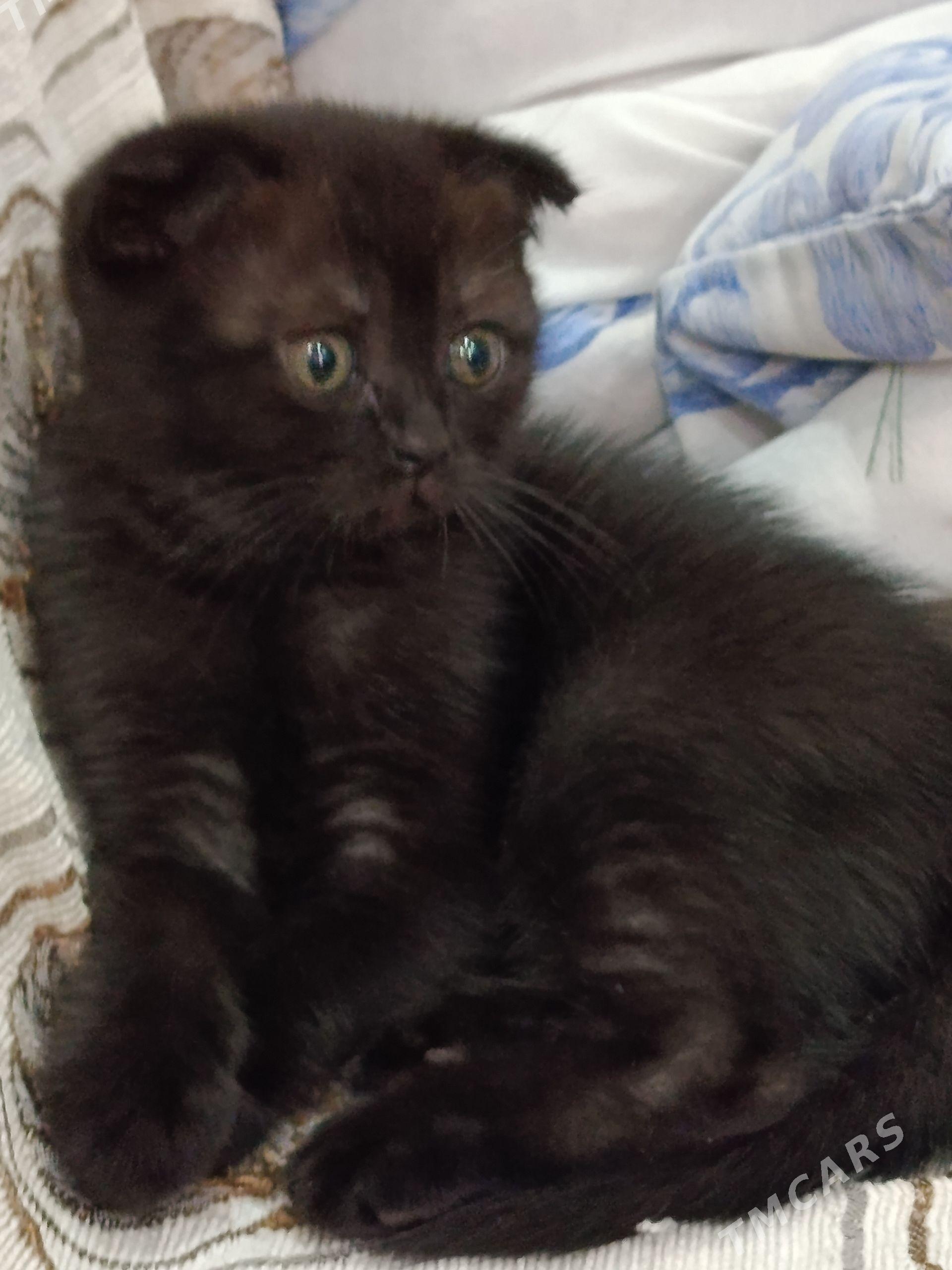 Котята - Ашхабад - img 1