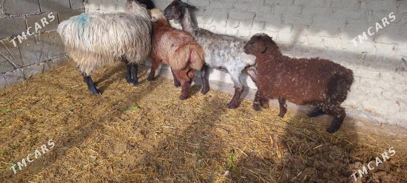 BERRE - Bäherden - img 1