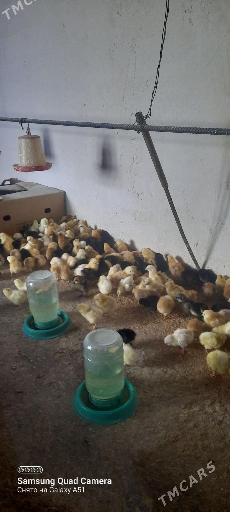 towuk jüje - Tejen - img 1