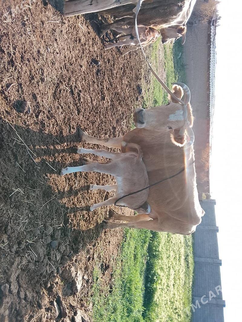 goleli sygyrlar - Мургап - img 1