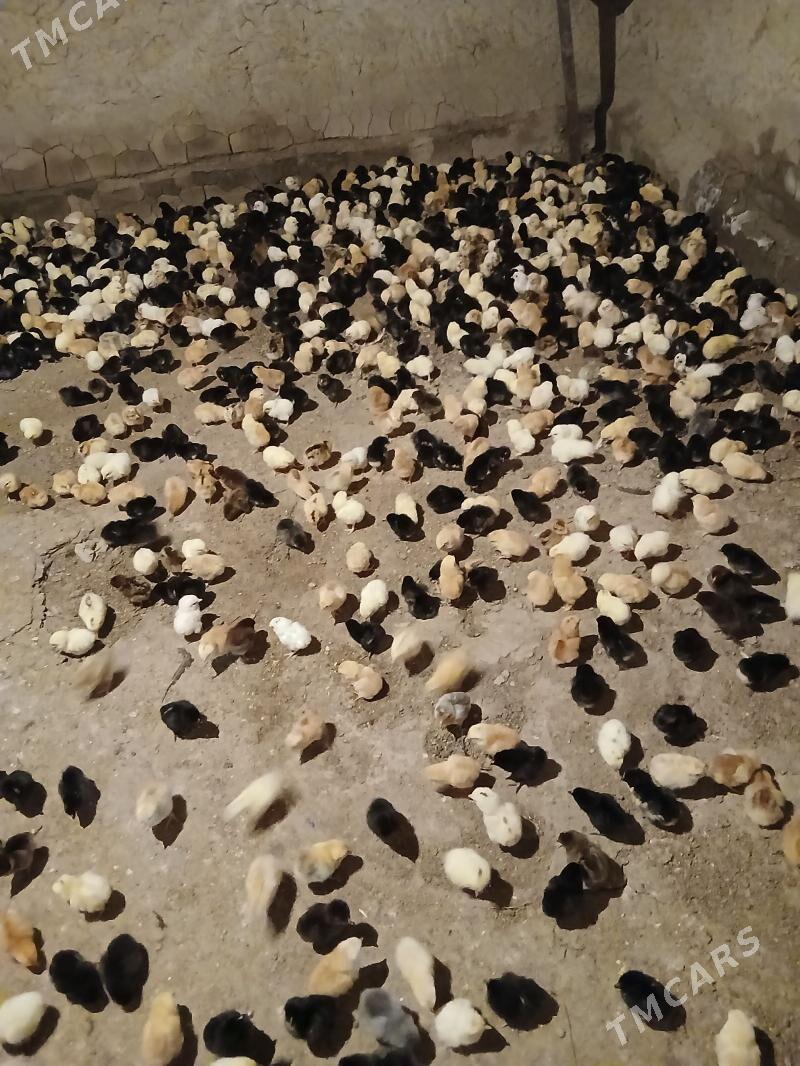 Yerli juje - Сакар - img 1