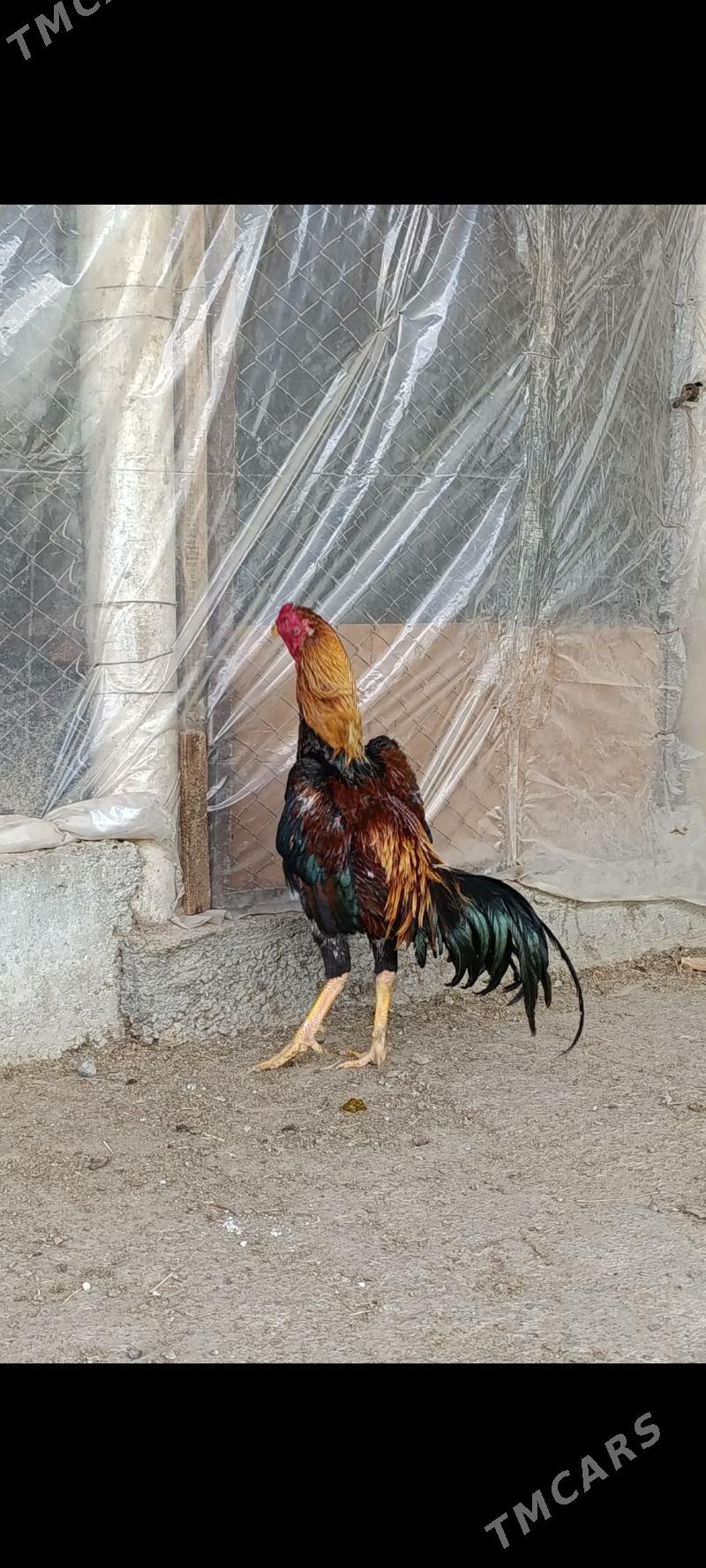 Taskent - Aşgabat - img 1