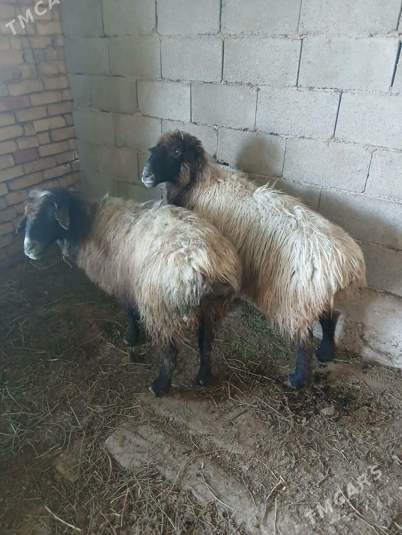 Goyun - Kaka - img 1