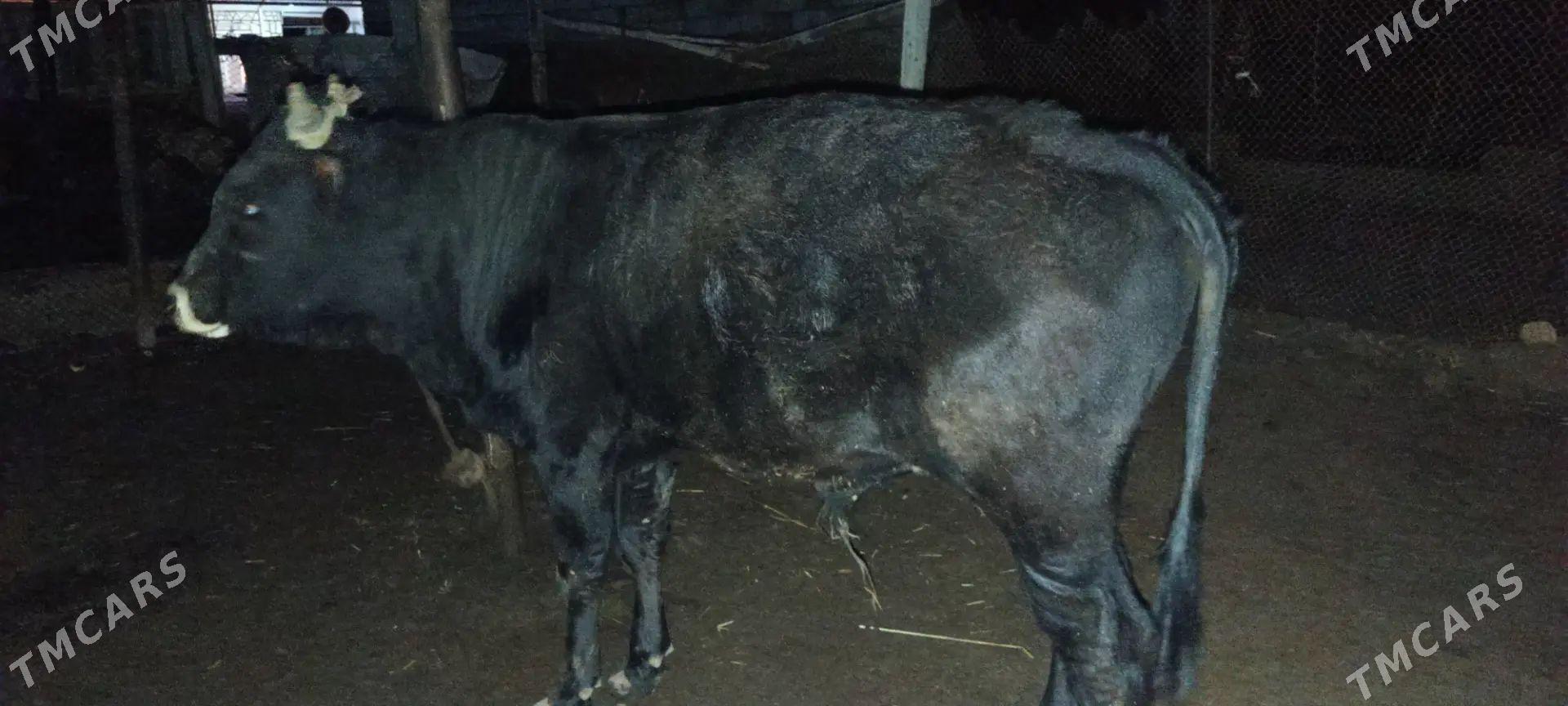 Okuz - Etrek - img 1