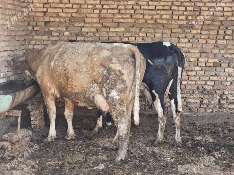 Saglyk sygyr - Туркменабат - img 1