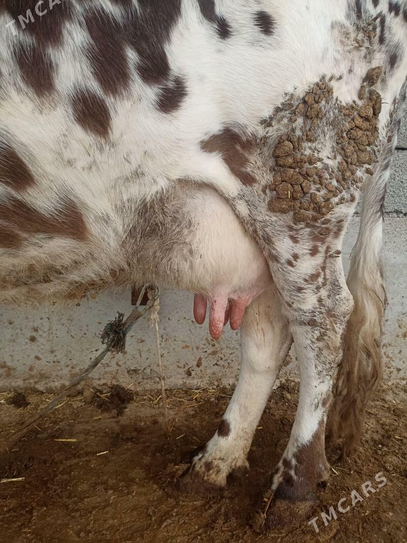 Sygyr sütli - Балканабат - img 1