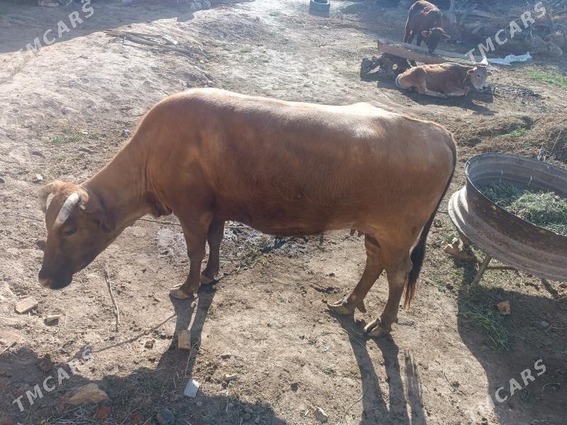 satlyk gowy sygyr - Мары - img 1