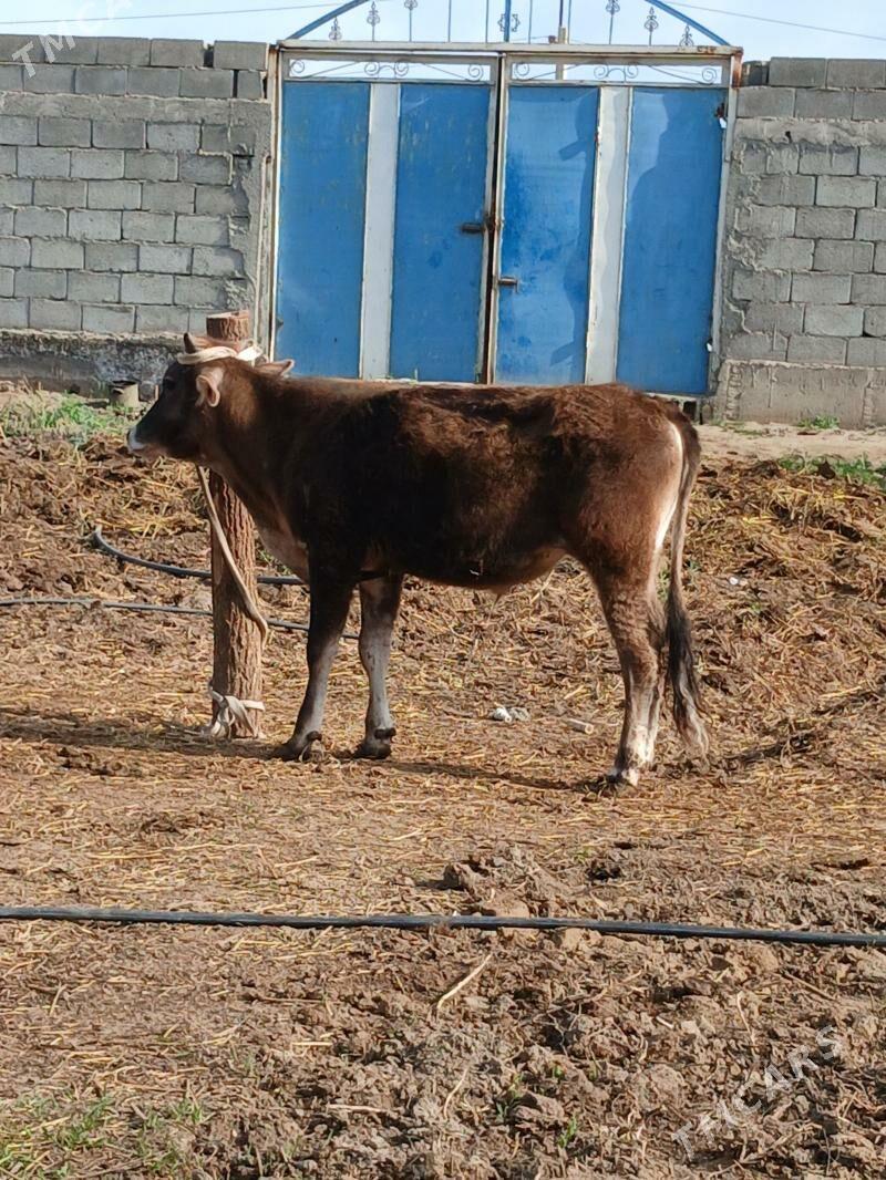 Okuz bicilen - Гёкдепе - img 1