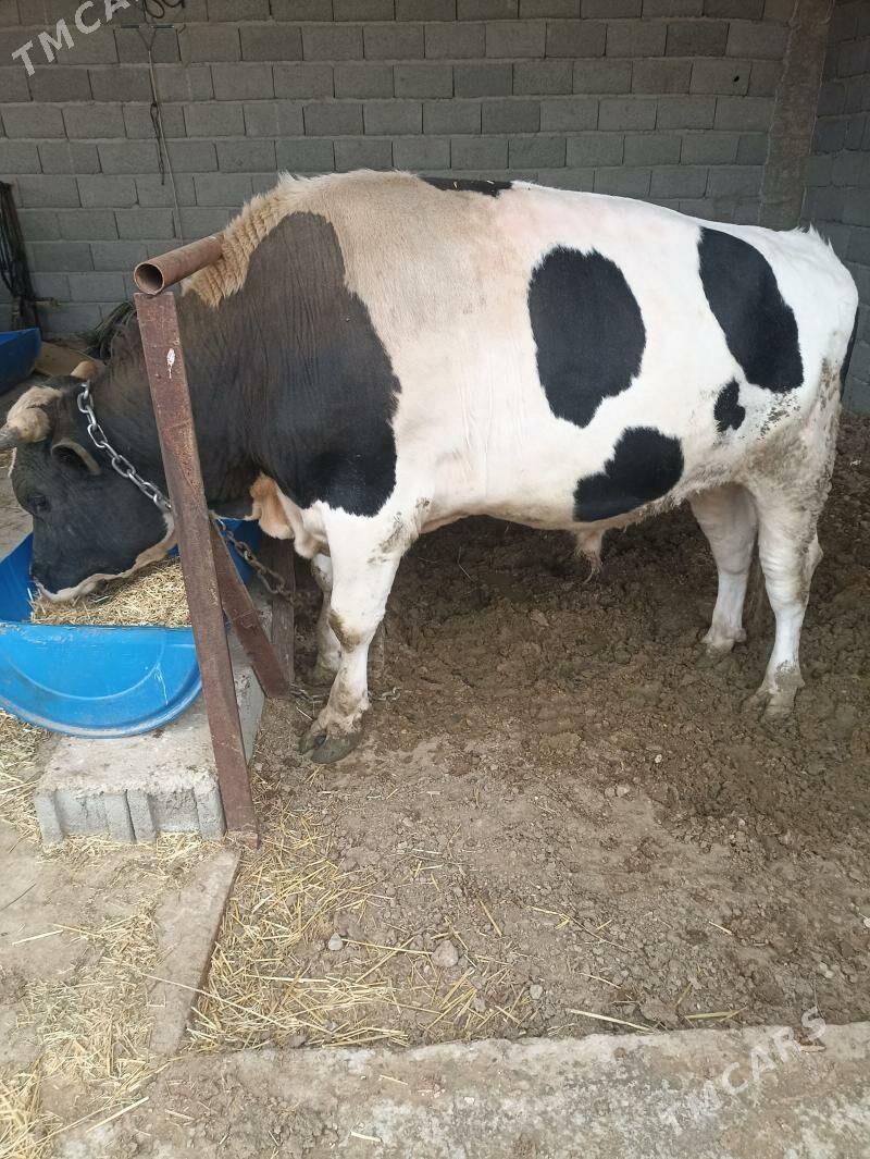 höwür öküz - Балканабат - img 1