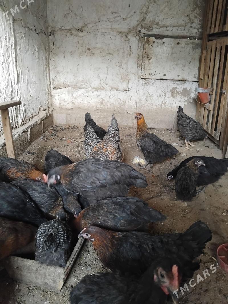 dominat - Гёкдже - img 1