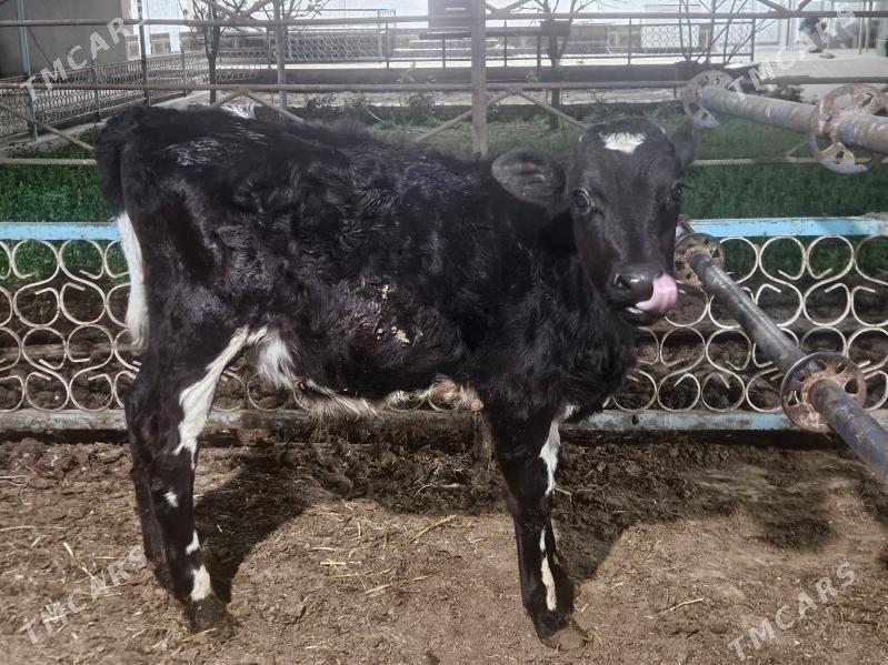 okusce golejik - Türkmenabat - img 1