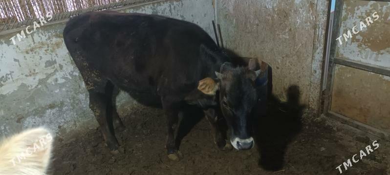 Tuweler - Кака - img 1