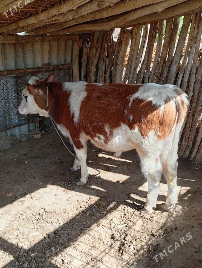 Semental Aftirisgi - Kerki - img 1