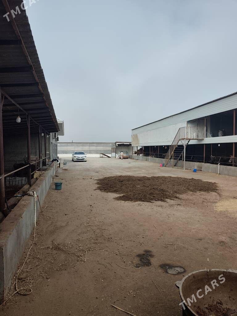 copan we sagymcy gerek - Gökdepe - img 1