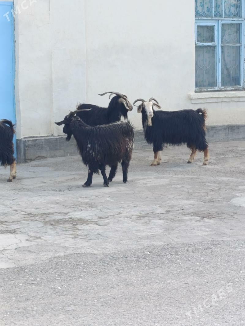 GEÇI - Хитровка - img 1