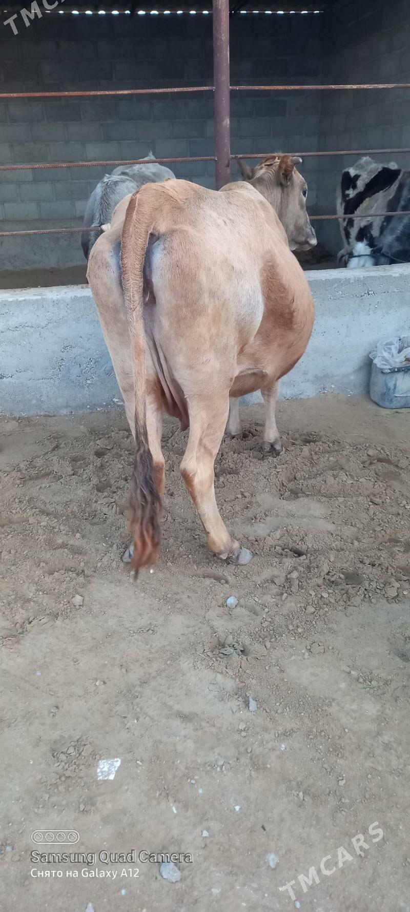 2 sany sygyr - Гумдаг - img 1