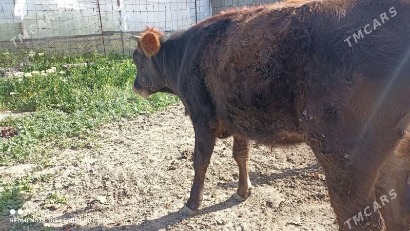 gole tuwe - Бузмеин - img 1