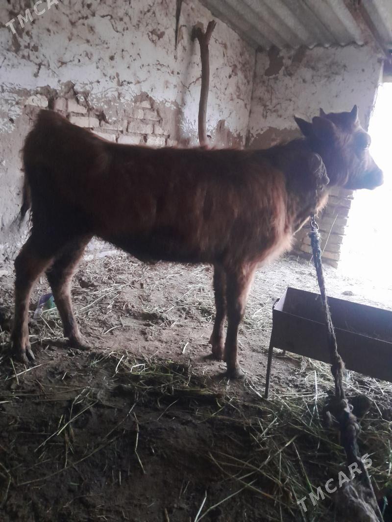 okuz - Бабадайхан - img 1