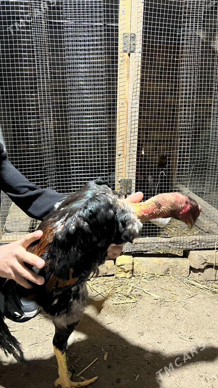 Horaz - Дянев - img 1