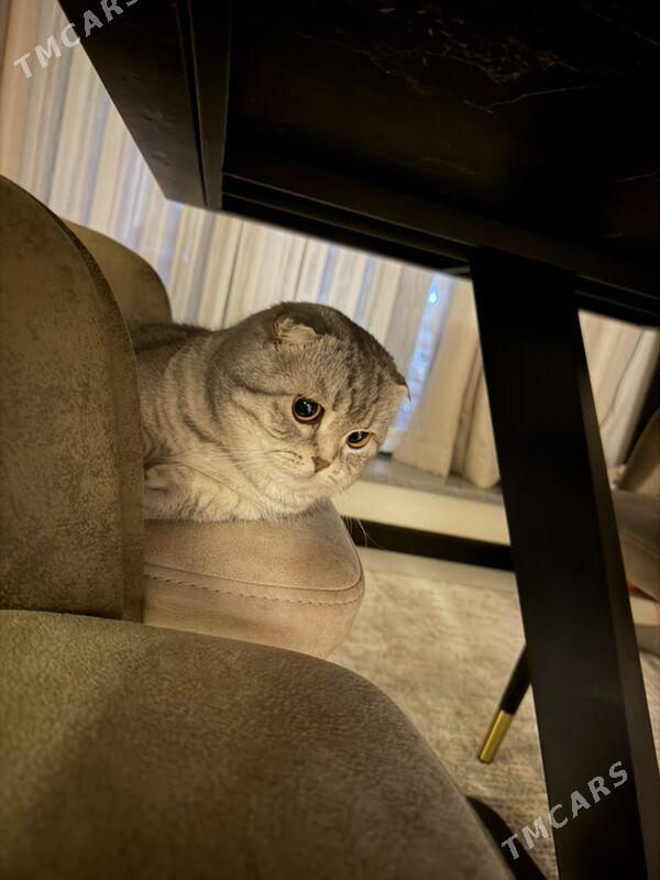 Scottish fold. - Туркменабат - img 1