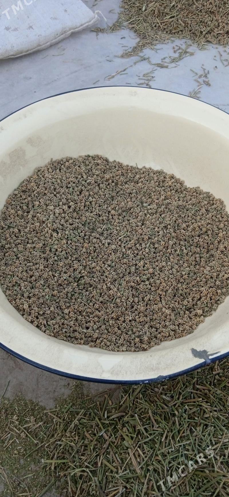 Shugundur tohum - Шабатский этрап - img 1