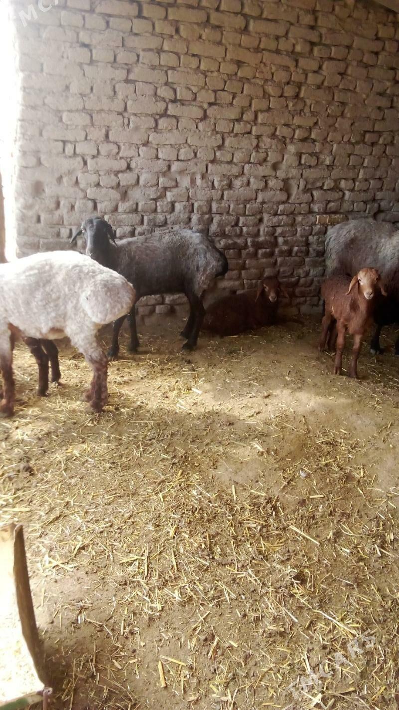 goyn guzuly - Сакарчага - img 1