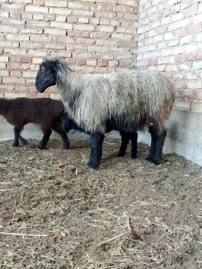 Ekiz Guzly goýun - Gökdepe - img 1