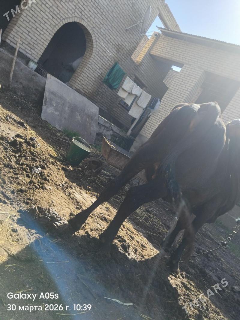 bakyly sygyr - Сакар - img 1