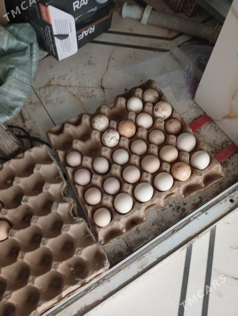 байсовый. ве. цсарка. тохум - Чарджоу - img 1