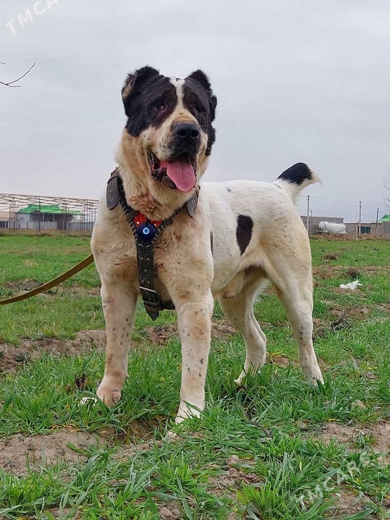 Turkmen alwaylar - Ашхабад - img 1