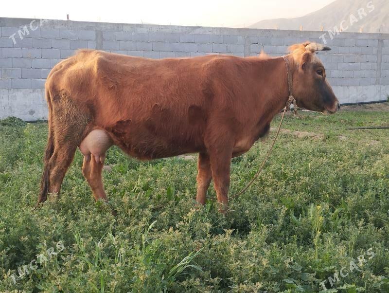 goleli sigir - Гёкдепе - img 1