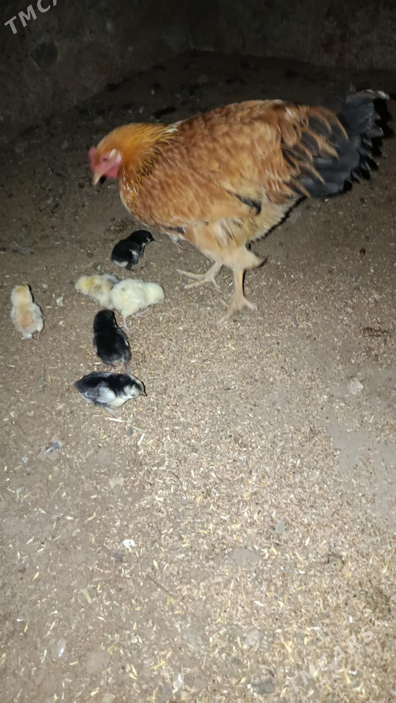 juyjeli towuk - Гумдаг - img 1