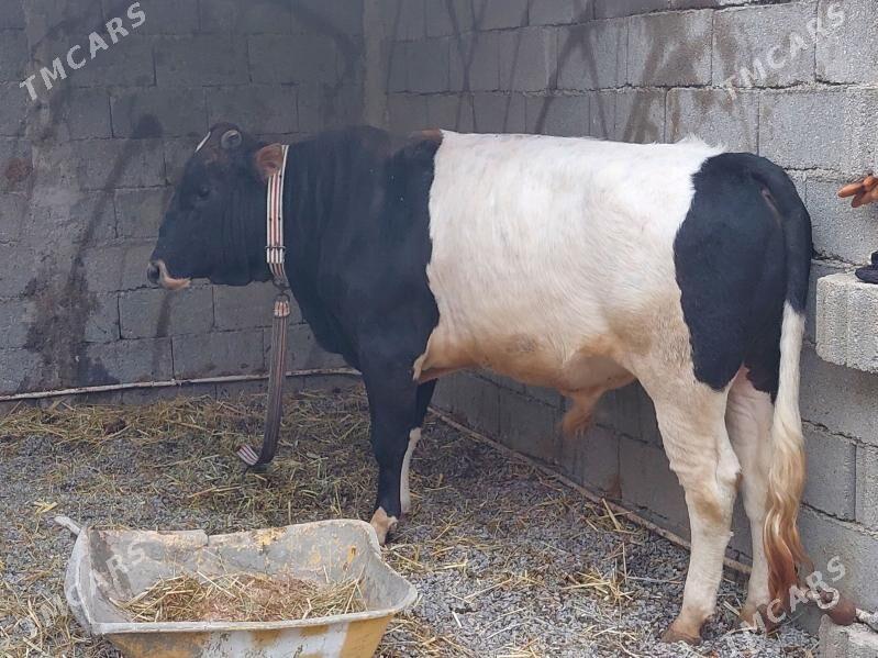 Öküz - Гёкдепе - img 1