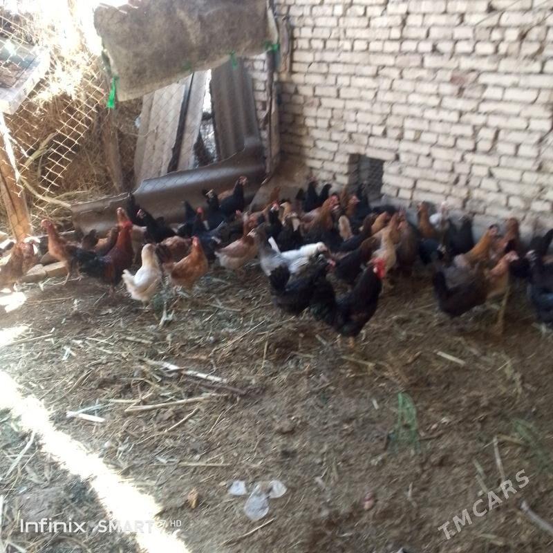 Towuklar gowy gelip görüp bily - Сакар - img 1