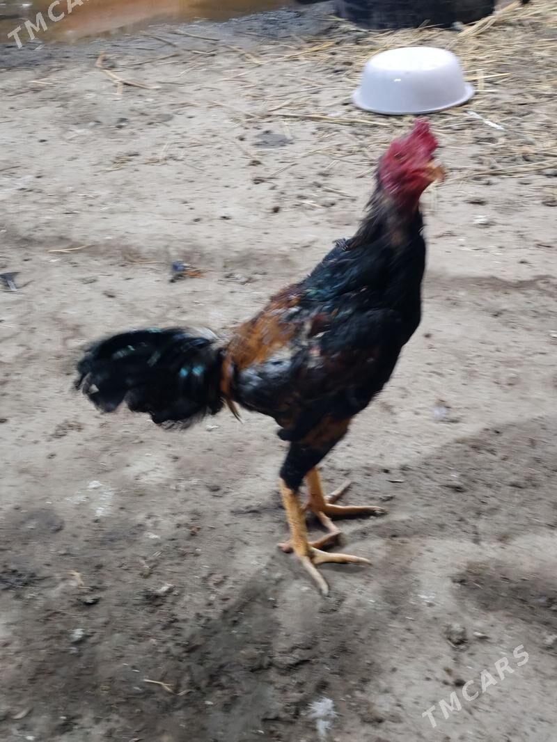 Хораз - Дашогуз - img 1