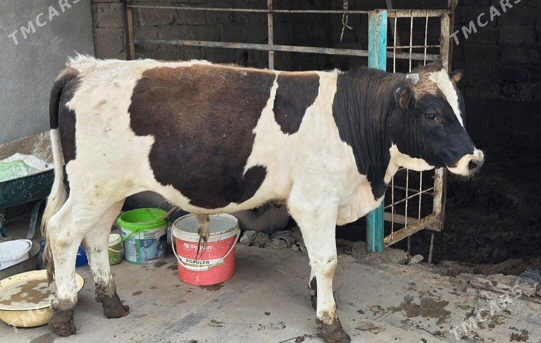 okuz - Ашхабад - img 1