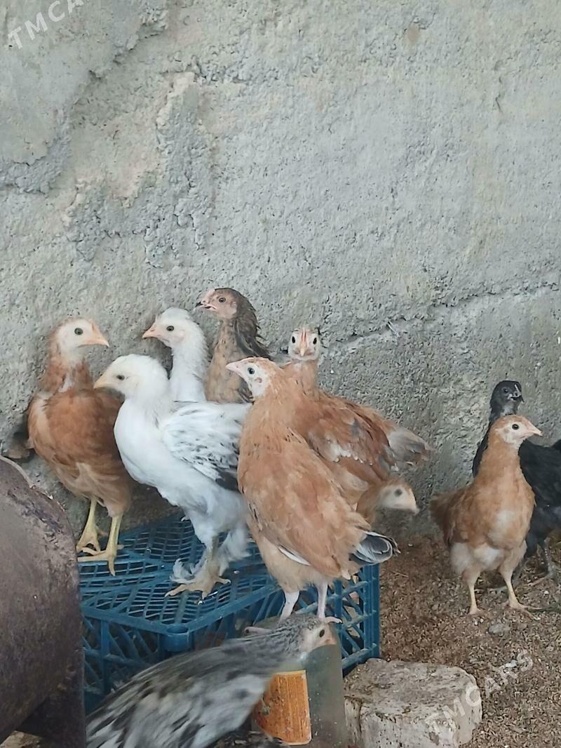 juje - Багир - img 1