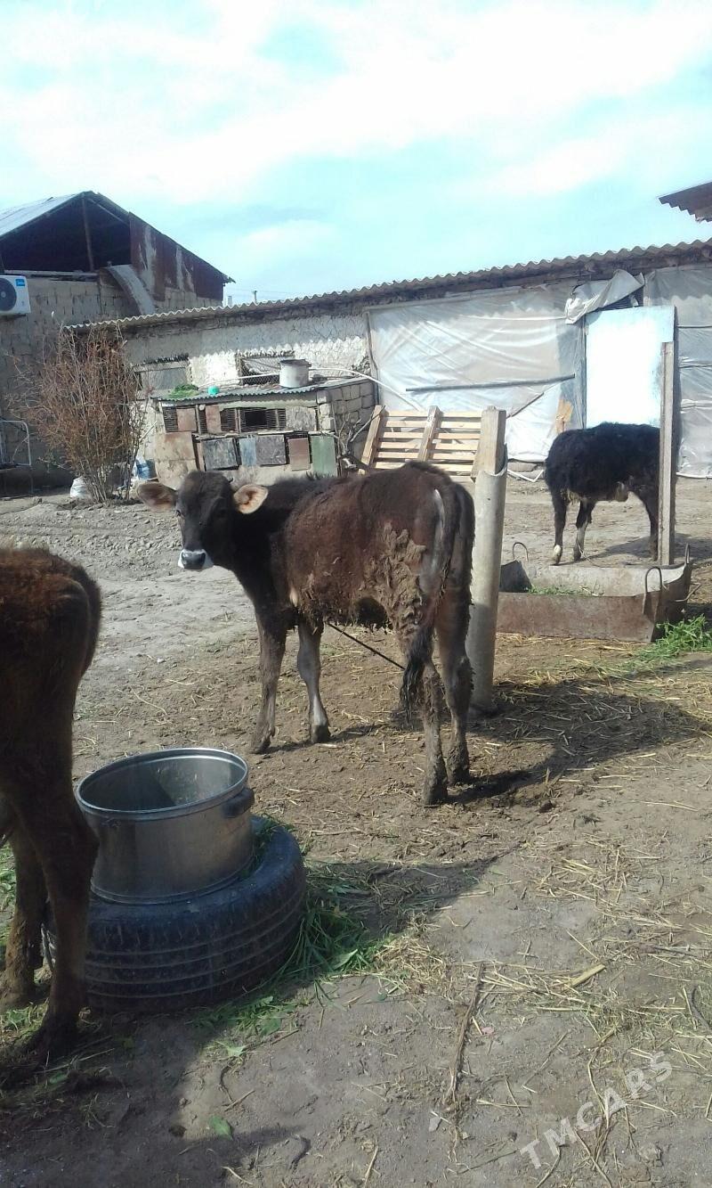 tuweler - Гёкдепе - img 1