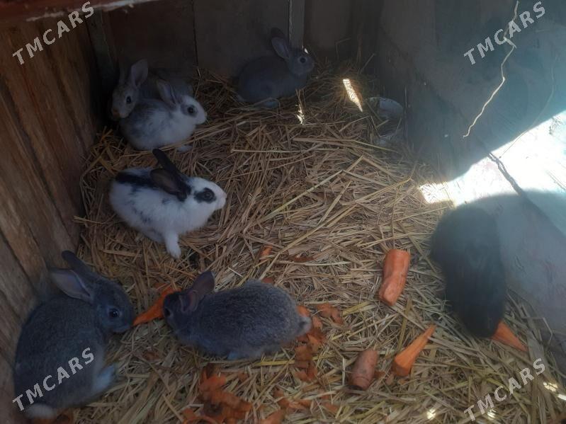 Towsan çaga - Saýat - img 1