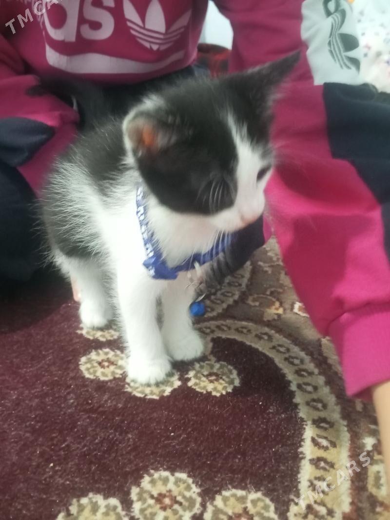 pisik bar - Türkmenabat - img 1