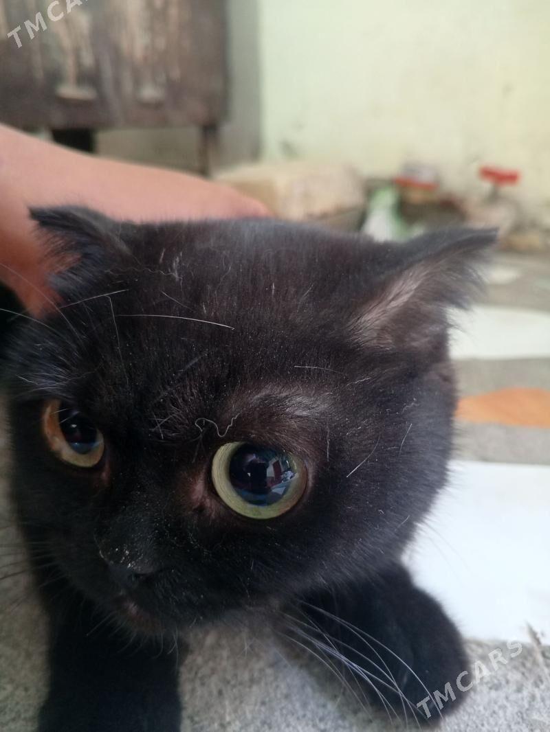 sotlandiski - Дашогуз - img 1