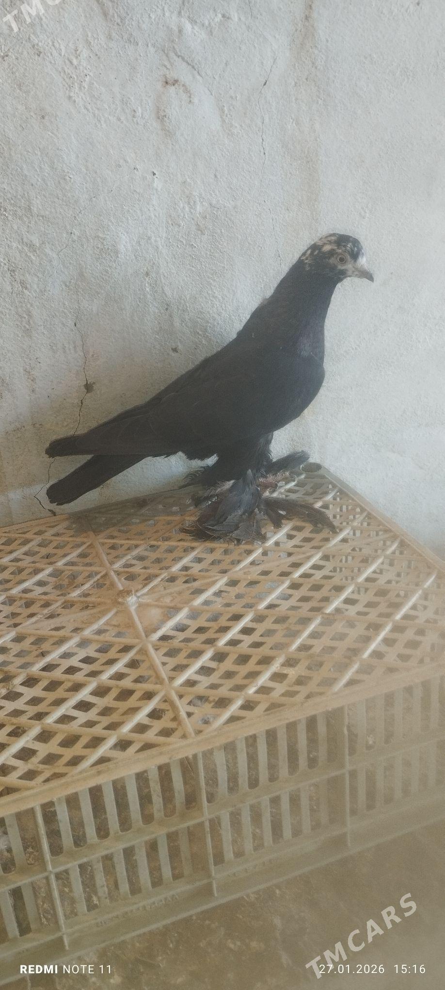 Kepderi - Мургап - img 1